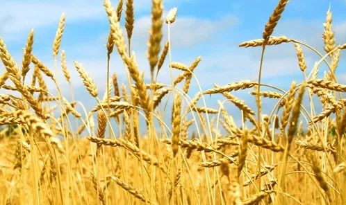 绿色新疆 特色农业 | 种植业--小麦。摘自《新疆兴农网》