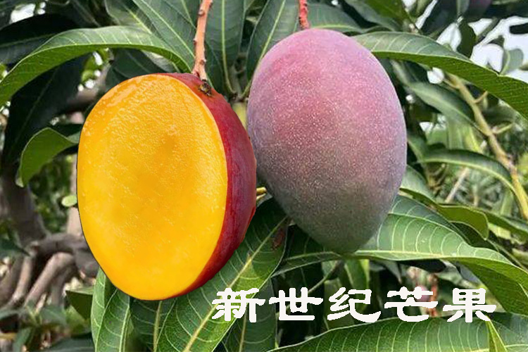 上新——攀枝花新世纪芒果开始热卖！！！
