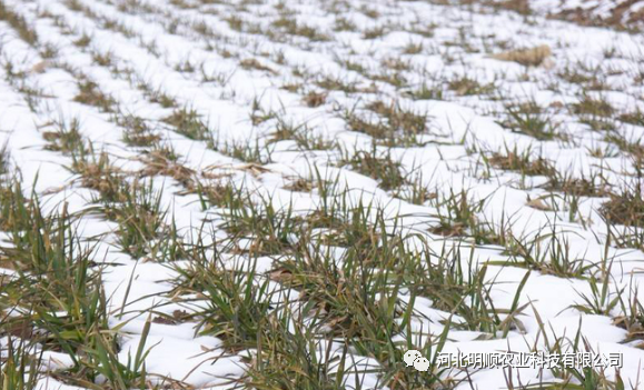 知识普及‖积雪对冬小麦有什么影响？