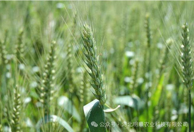 小麦穗期 科学防控病虫害