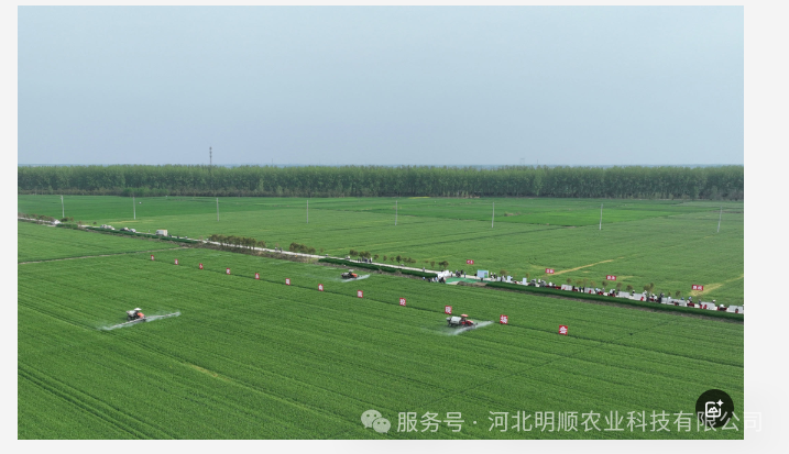 聚焦安徽庐江县小麦“一喷三防”现场会：郑兆阳副站长指导明顺公司助剂工作